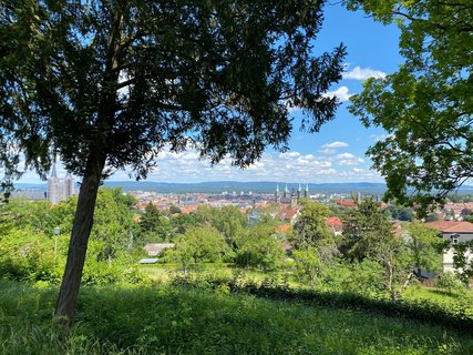 Ein Baum im Vordergrund, Blick auf Bambergs Altstadt im Hintergrund